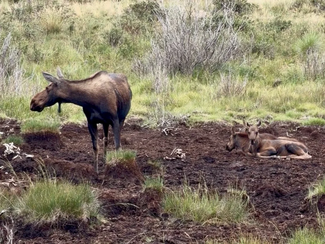 An adult moose stands in brush while two smaller moose rest nearby.